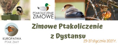 Zimowe ptakoliczenie